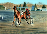 Standardbred, Equine Art - Amanda and Surf the Net